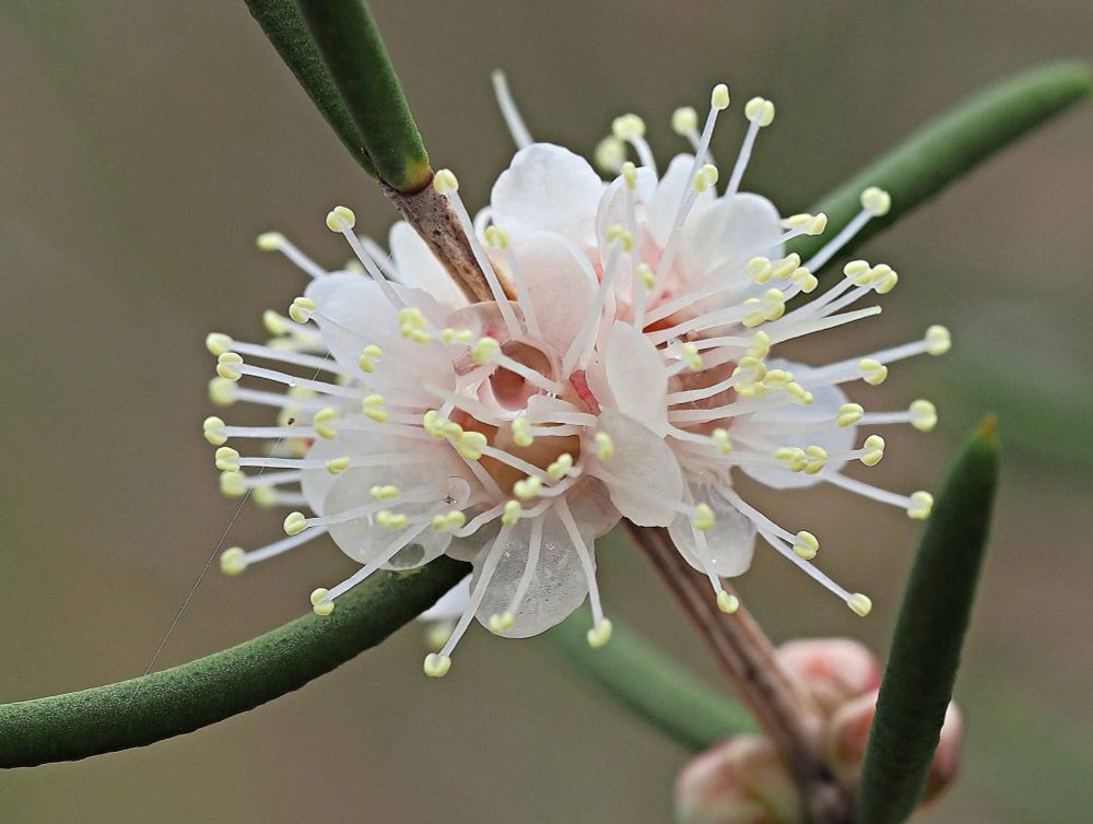 White Myrtle (Hypocalymma angustifolium) - cluster of pale pink flowers at the junction of several stems