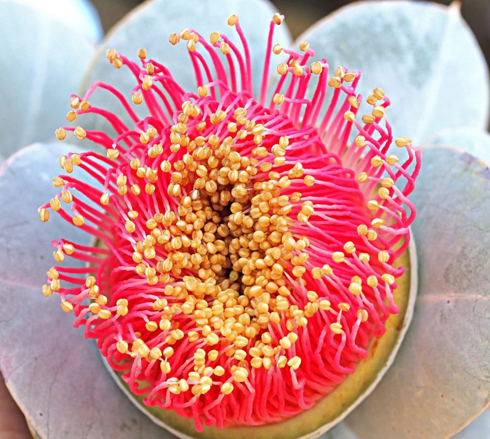 Close up picture of a newly opened pink eucalyptus flower showing many pink stamens with yellow tips