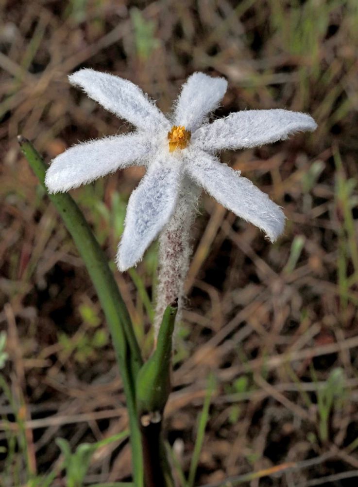 A white flower showing petals that have woolly appearance 