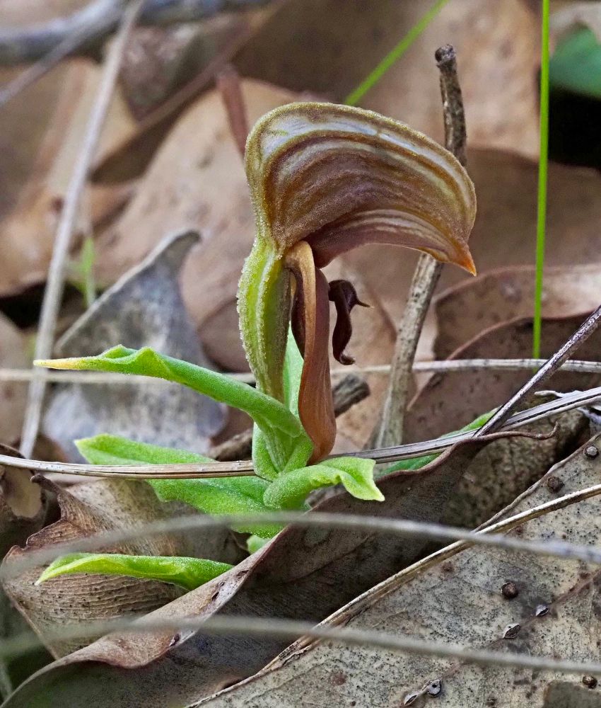 Side view of a single reddish brown flower on a short stem. Some of the flowers petals and sepals have fused to form a hood. The flowers labellum can be seen hanging below the hood