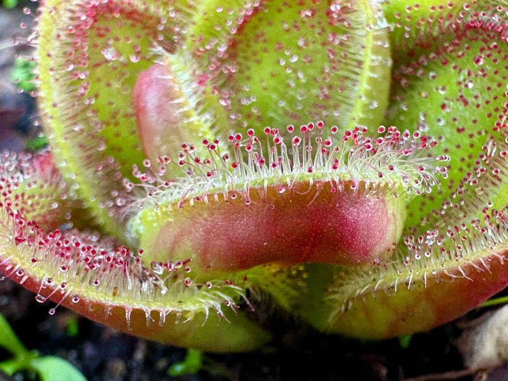 Drosera collina in close up