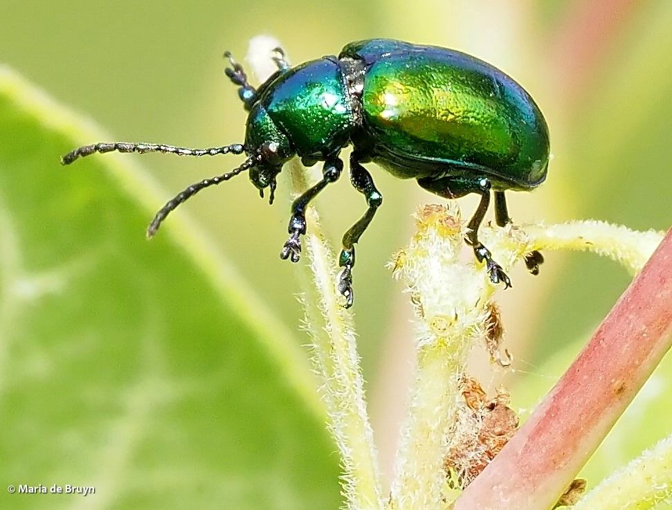 Green beetle exploring plant after mating