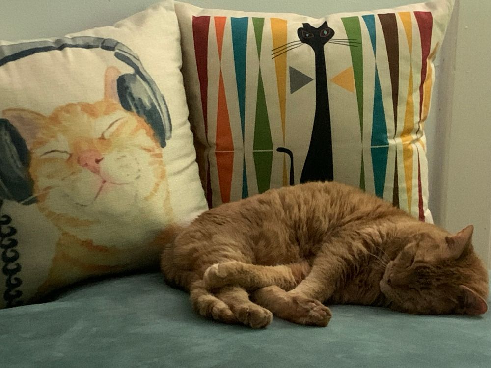 Real cat and 2 cat pillows. 