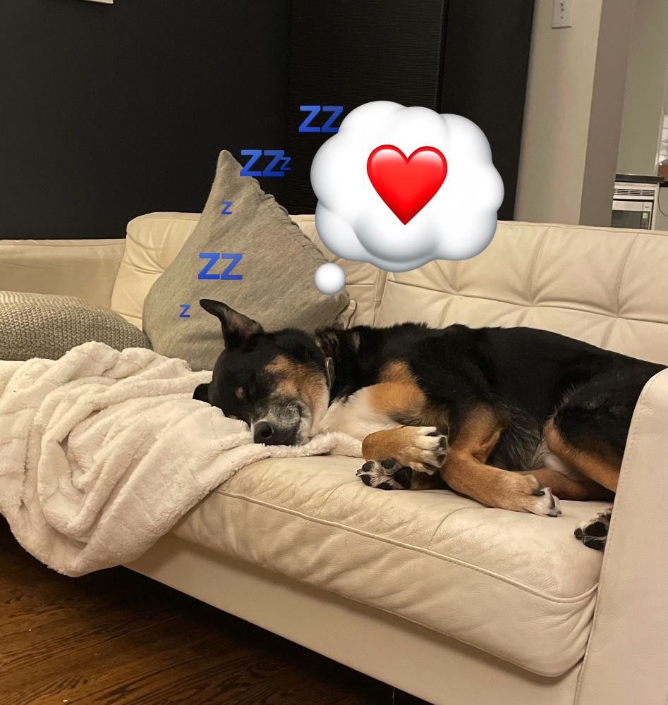 Picture of my dog sleeping on the couch. He has a thought bubble with a heart emoji above his head. 