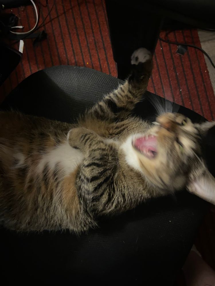photo of my adult tabby cat named Mango laying on an office chair on her back, yawning and looking like she’s screaming. 
