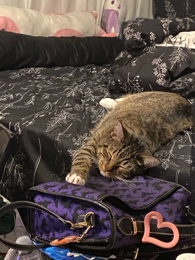 photo of my adult tabby cat named Mango outstretched on a black and white bed, with her eyes squinted and her front paw on the purple purse in front of her. 