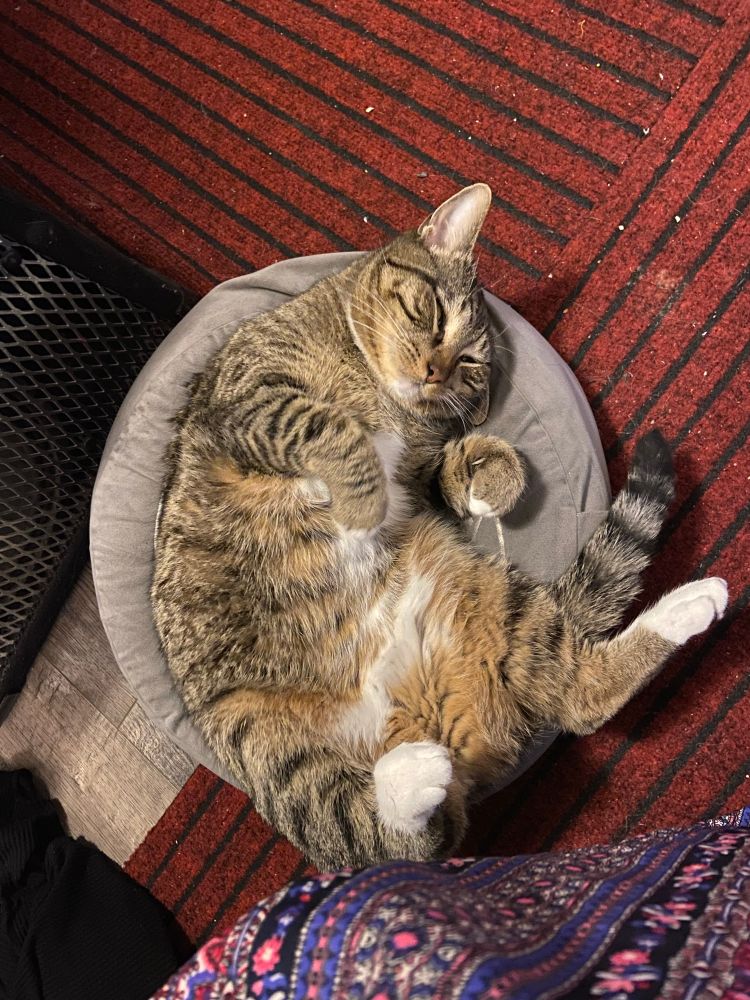 photo of my adult tabby cat named Mango on a grey floor pillow, laid on her back with one ear tucked under her head. She’s showing her tummy, looking content. 