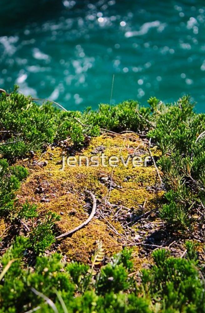 Yellow and green moss in front of teal water