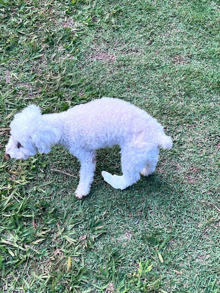 Cachorro poodle branco com a patinha enfaixada andando na grama