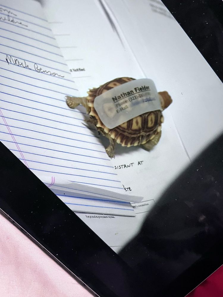 Foto da tela passando o programa do Nathan fielder for you. Nesse momento tem uma tartaruguinha com um adesivo com os dados do Nathan, como se fosse um cartão de visitas. Ela está andando em cima de uns papéis