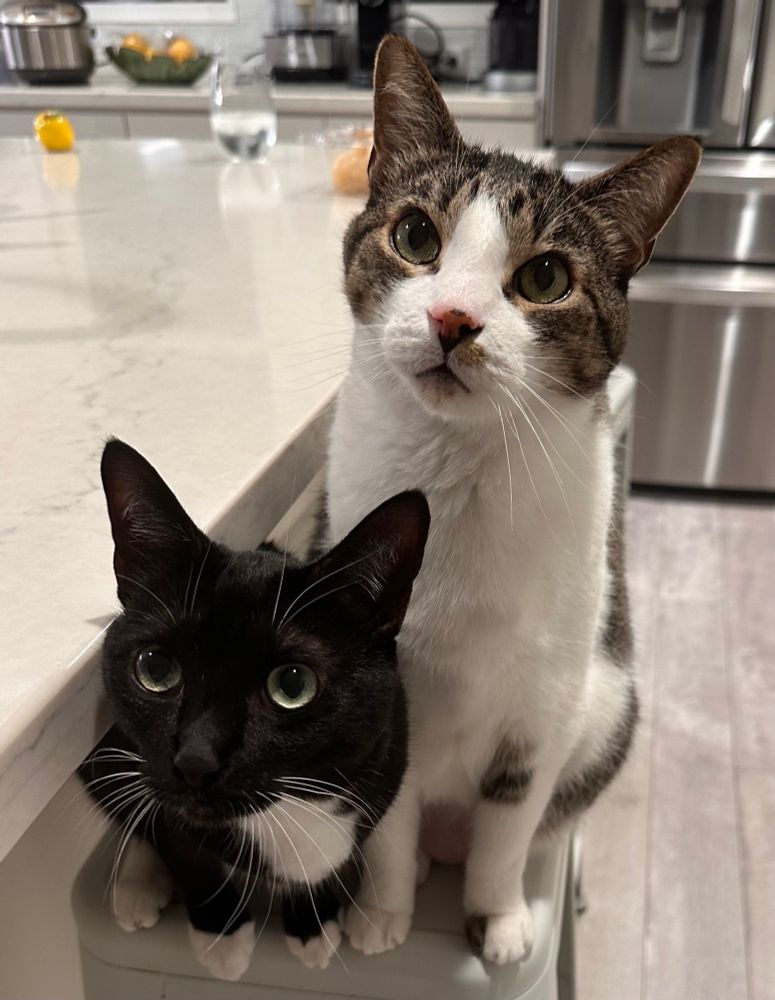 A hungry-looking tuxedo cat and a hungry-looking grey tabby cat, crowded together atop the same kitchen stool 