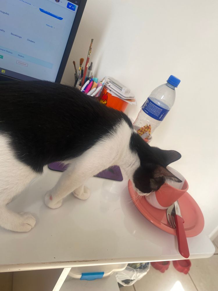 kakashi (um gato filhote frajolinha) em cima da escrivaninha branca dando um cheiro de fiscalização na minha xícara vazia