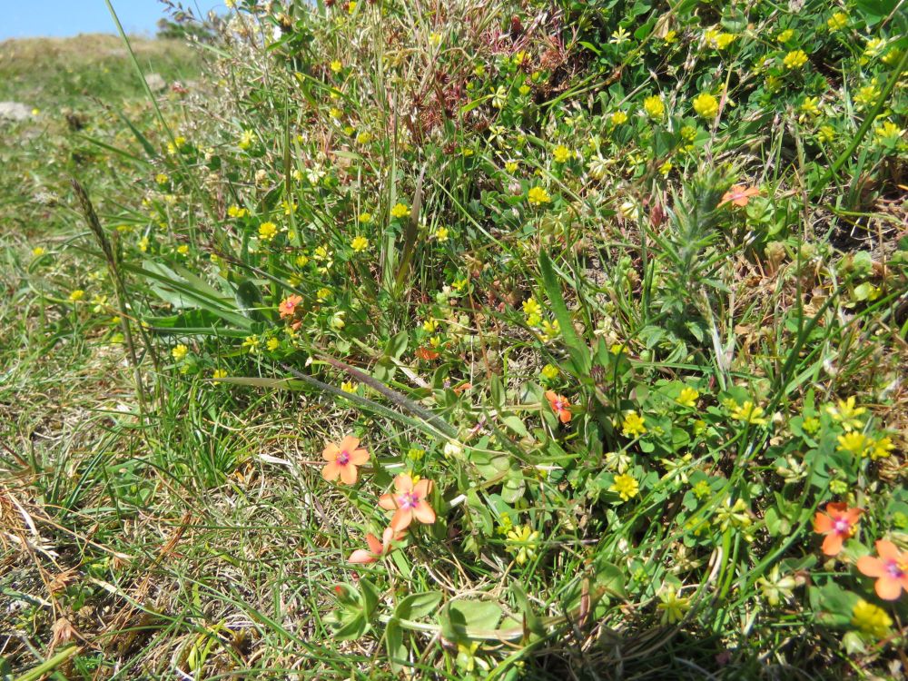Spot the rarities! Twin-headed Clover and Dwarf Rush present in this photo