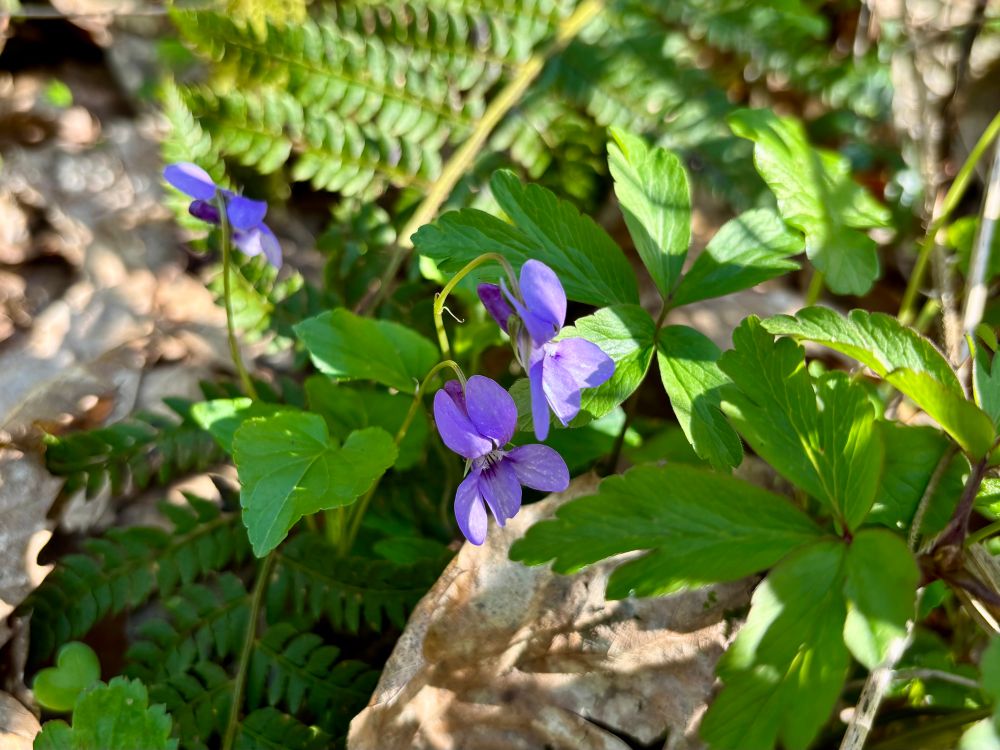Early Dog-violet