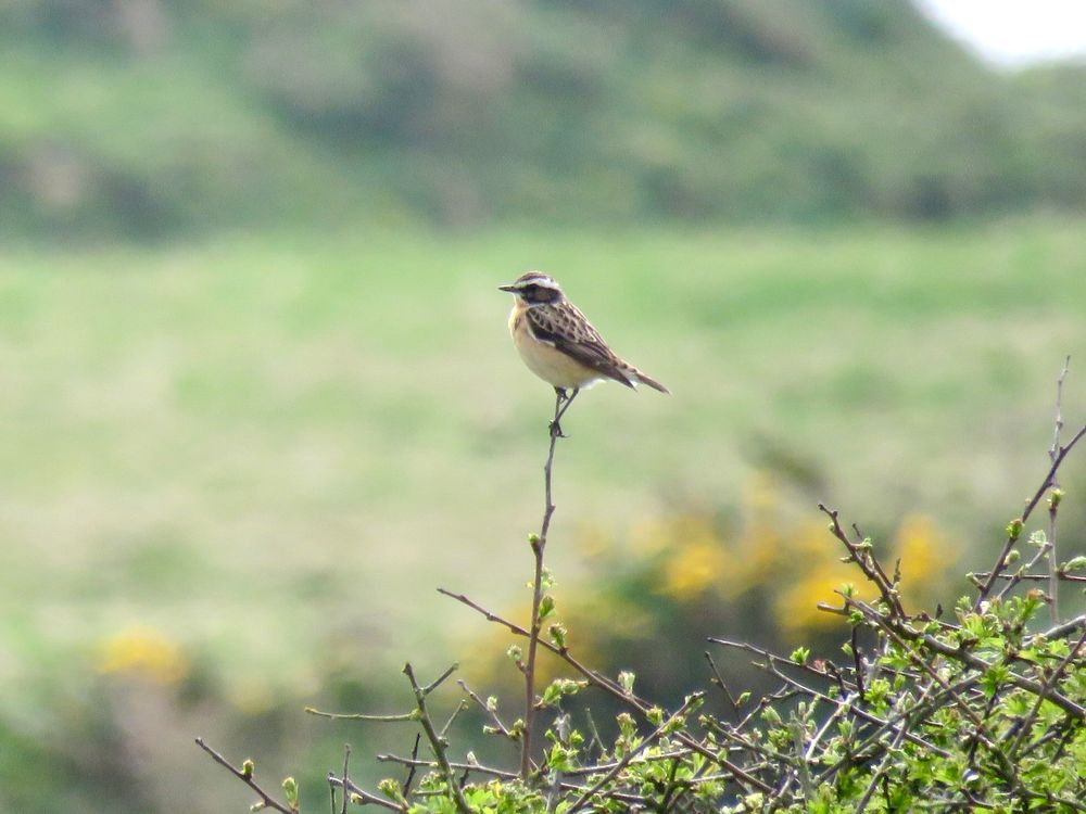 Whinchat