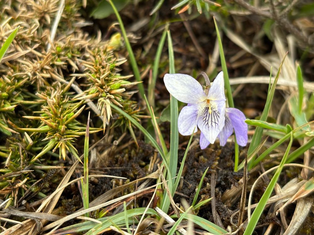 Pale Dog-Violet (Viola lactea)