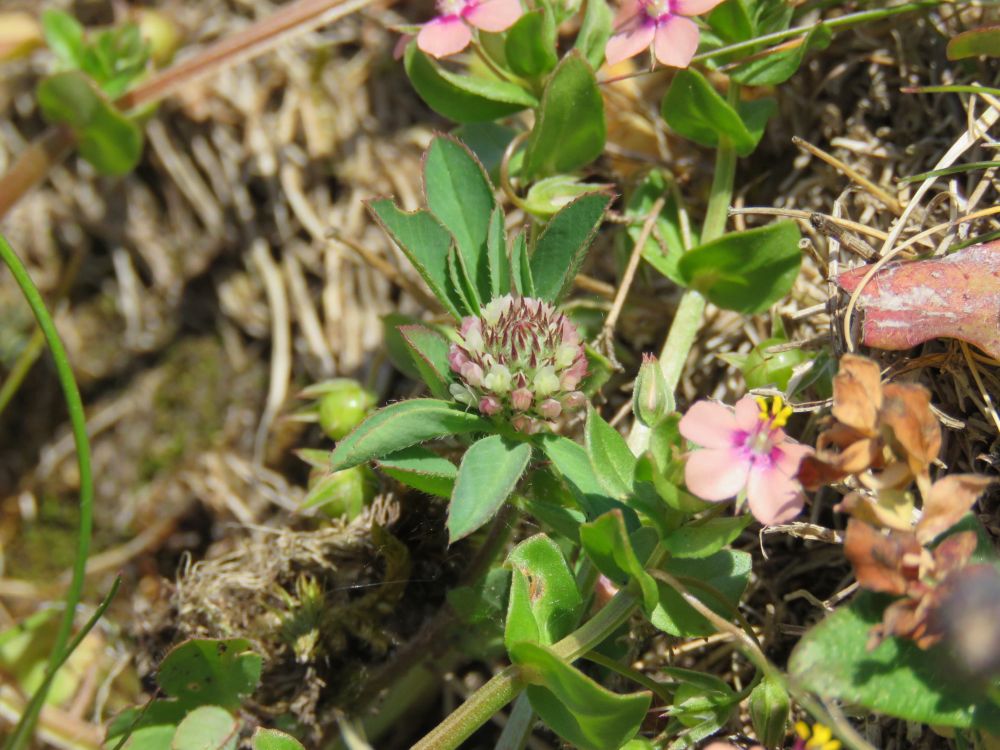 Twin-headed Clover (Trifolium bocconei)