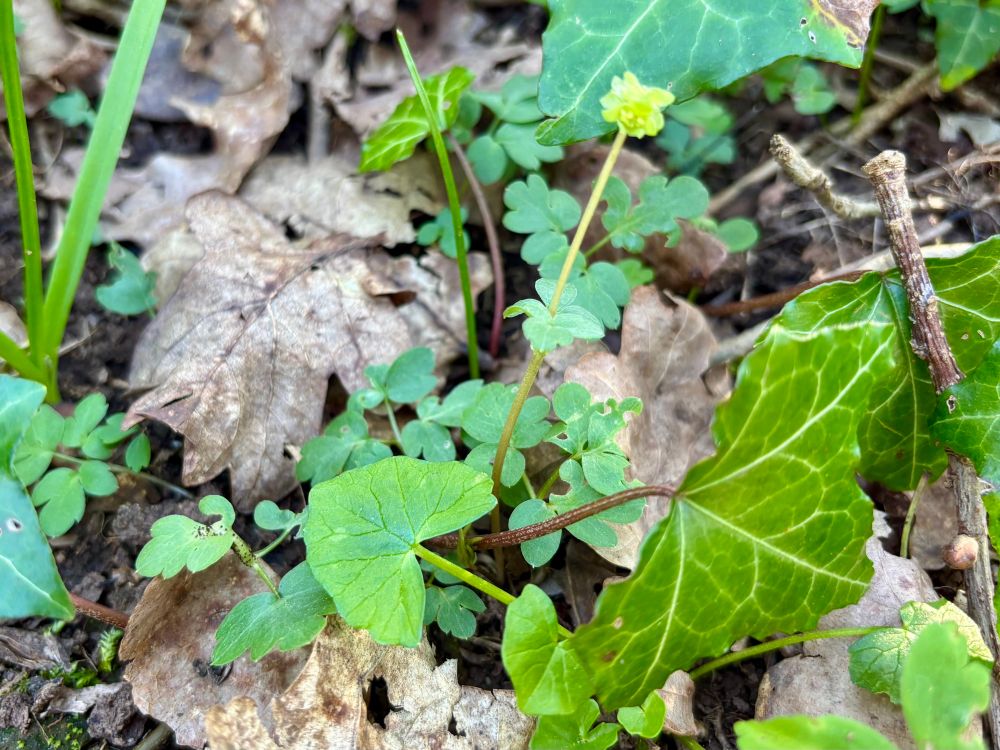 Moschatel