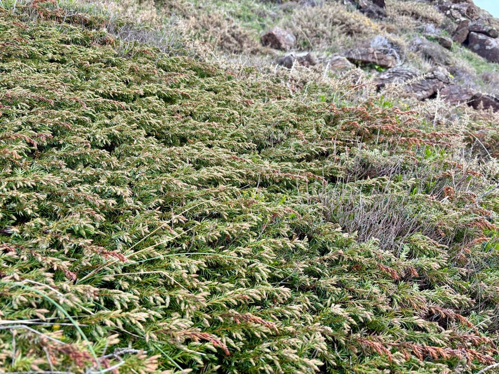 Prostrate Juniper (Juniperus communis subsp. hemisphaerica)