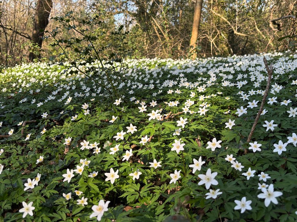 Wood Anemone