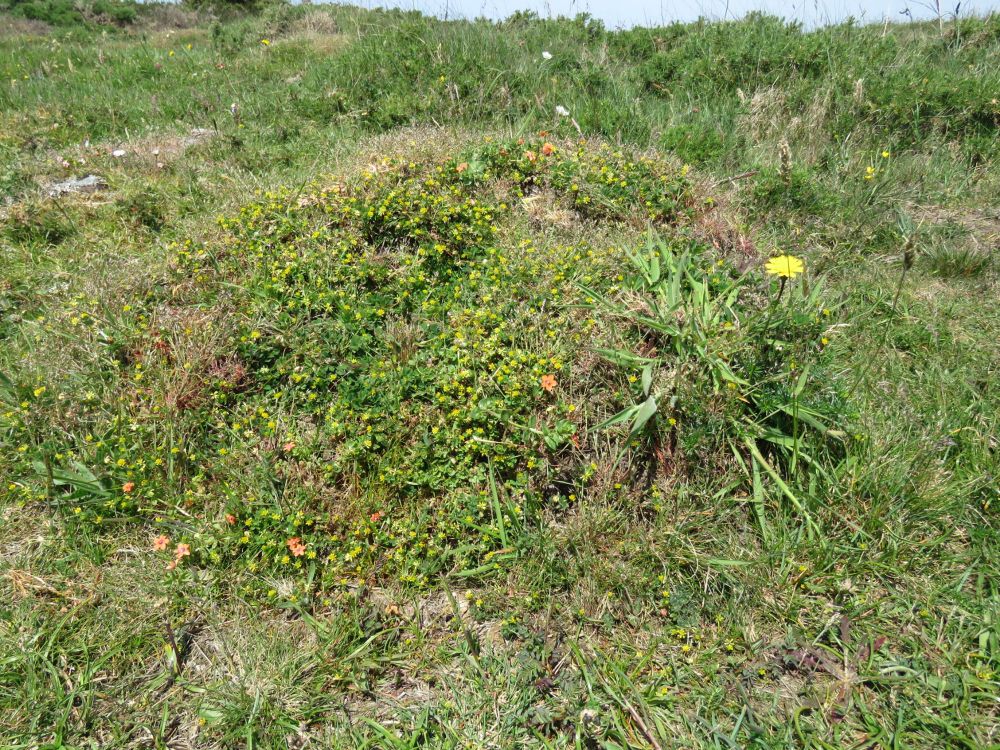 Annual rich turf on an ant hill. Other species present include: Linum radiola, Moenchia erecta, Trifolium striatum, dubium, campestre, ornithopodioides, Ornithopus perpusillus, Lysimachia arvensis, Aira caryophyllea & Riccia sp. probably bifurca. 