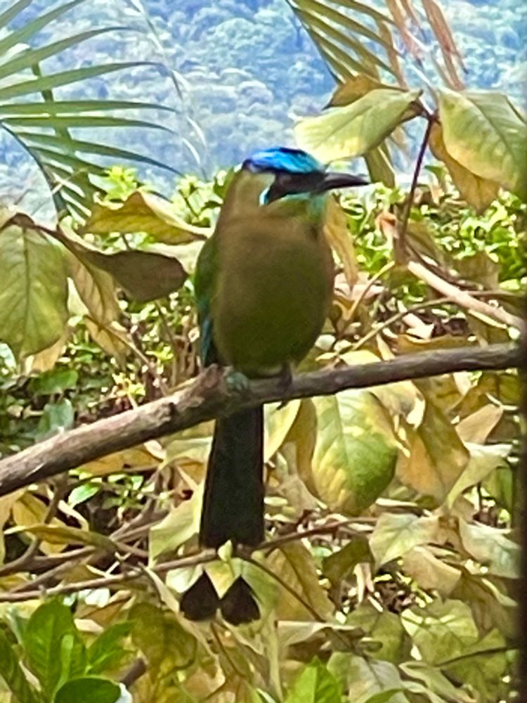 Comment image