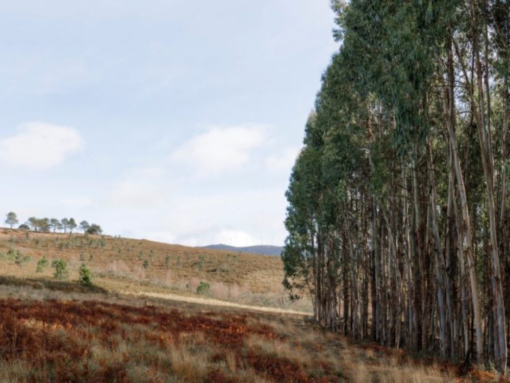 Immigrant Trees