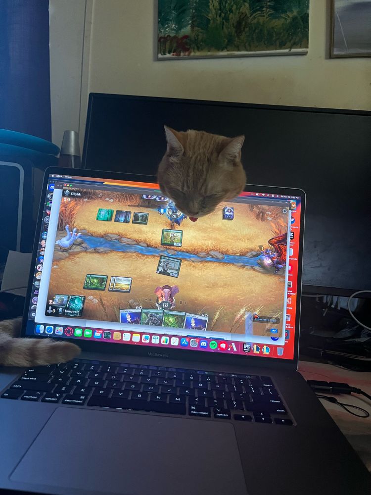 Image of a cat looking at a laptop screen from behind. Mtg arena gameplay is on the screen.