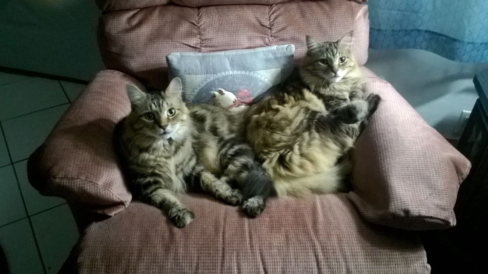 Two grey striped tabby cats on pink chair with blue kitty pillow.