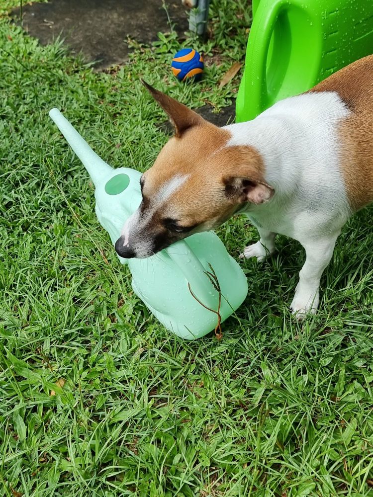 A little brown and white dog appears to be using a watering can