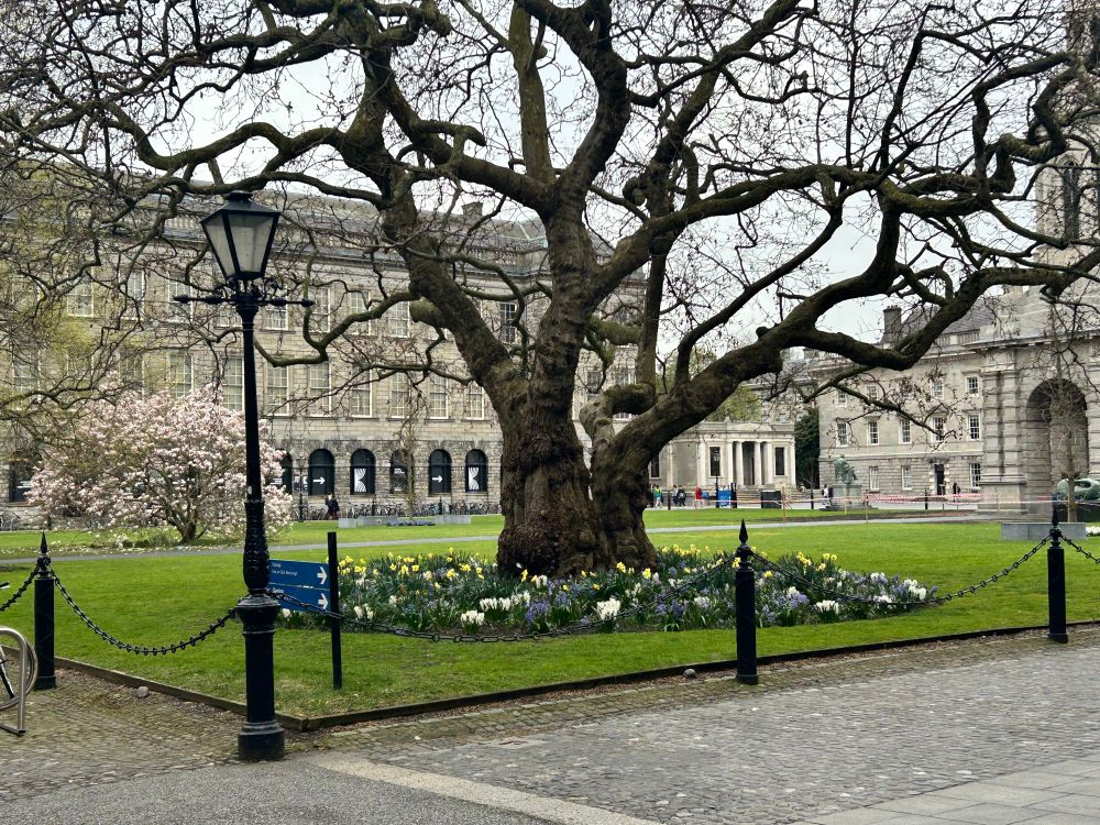 The @tcddublin.bsky.social magnolia tree in magnificent bloom yesterday (background) with an array of spring flowers including wonderfully aromatic hyacinths in the foreground. 

Image includes a view towards the Old Library and the Campanile. 