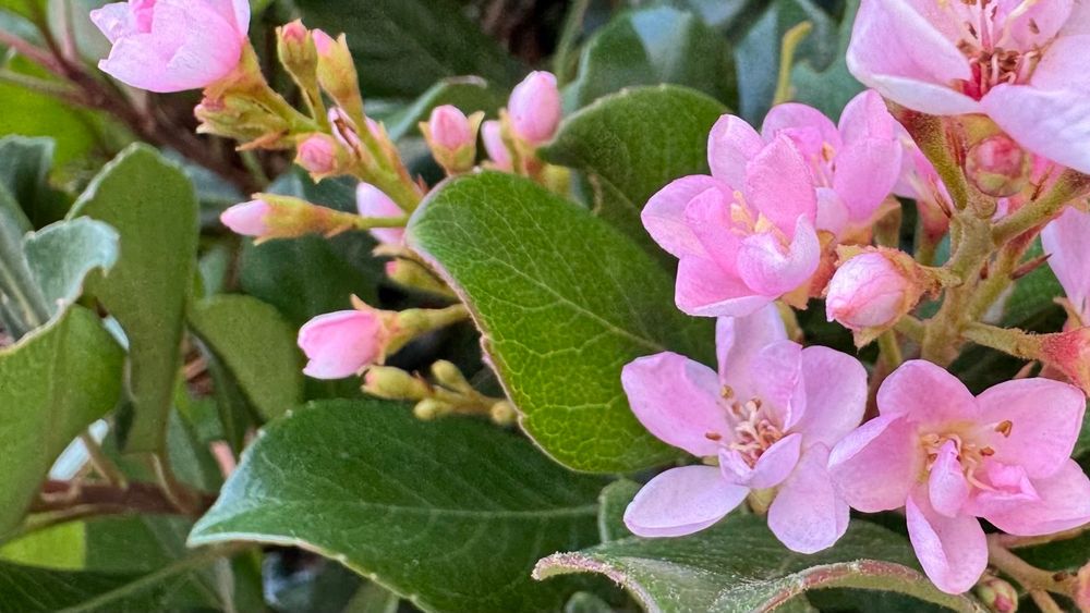 Cluster of beautiful pink semi-double blossoms against lush green leaves. 
