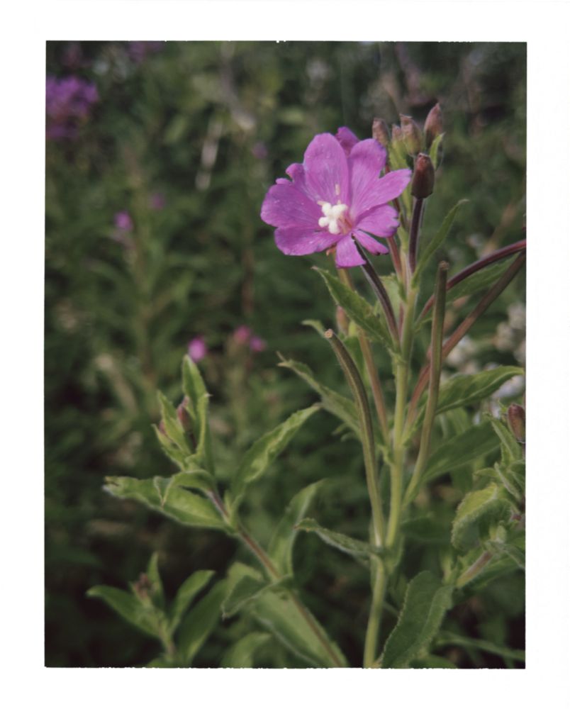 A purple flower