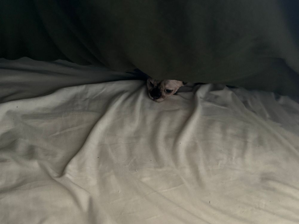 sphynx cat peeking her head out from under a comforter 