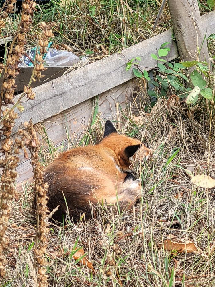 Fox snoozing on an allotment plot