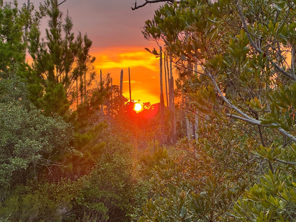 A beautiful sunset, in Cape San Blas, Florida in the woods, surrounded by many trees and shrubs