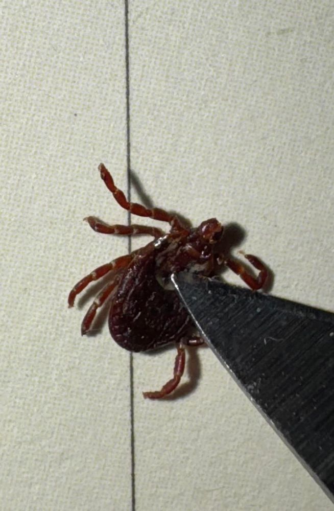 An American dog tick that I found crawling on the back of my neck