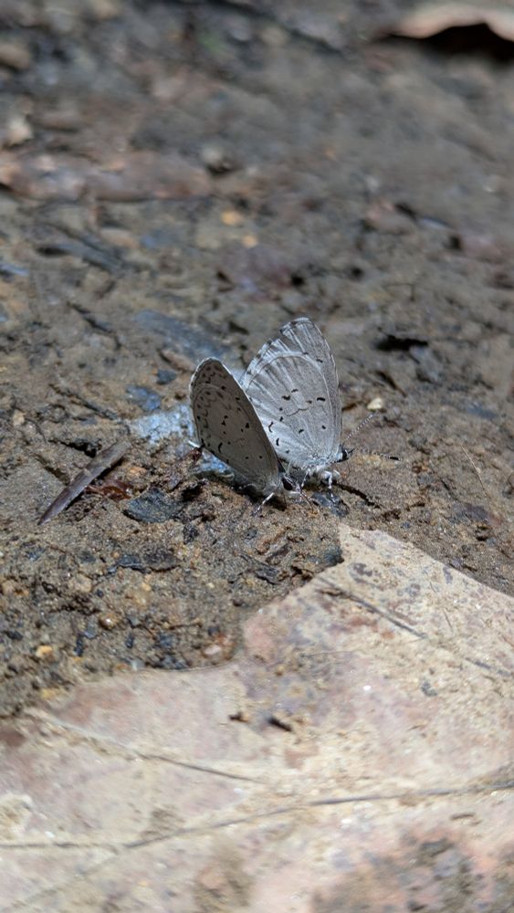 A pair of azure butterflies on the trail floor. They have whitish gray wings with dark speckles, large dark eyes, fuzzy legs, and striped antennae. 