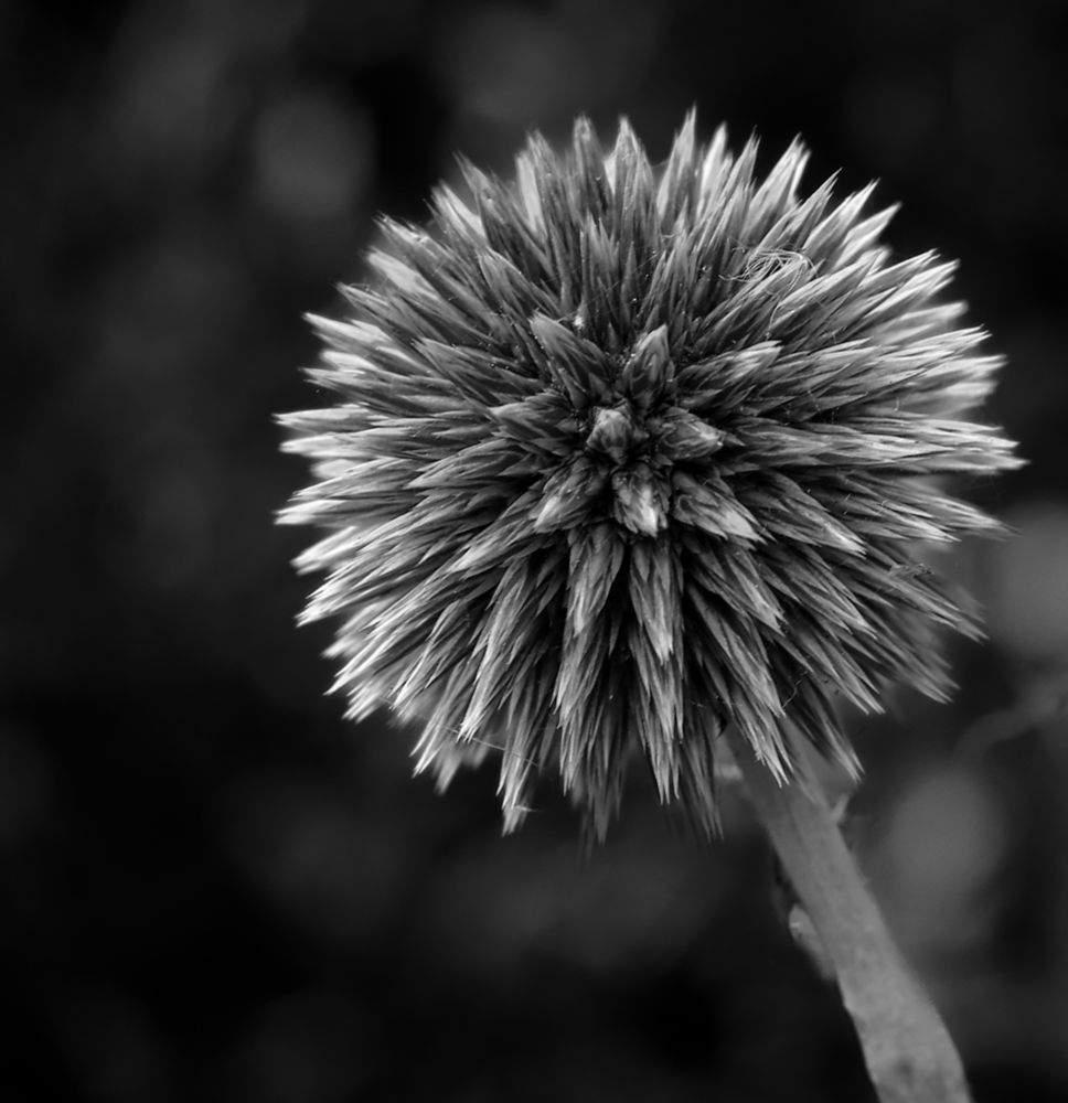 The image is a striking black and white close-up photograph of a Globe Thistle (Echinops) flower head. 
Here's a detailed description:
Central Focus: The primary subject is a spherical, thistle-like flower head, sharply in focus and positioned slightly to the right of the center, dominating the frame.
Texture and Form: The flower head is composed of numerous tightly packed, spiky individual florets or bracts, creating a highly textured and almost architectural, mace-like appearance. The black and white format emphasises the intricate patterns and sharp lines of these elements.
Monochromatic Tones: The photograph's black and white palette enhances the contrast and emphasises the structural details of the plant, with various shades of grey highlighting the depth and dimensionality of the spiky surface.
Stem Detail: A sturdy stem is visible extending downwards from the base of the flower head, providing support and anchoring the bloom within the composition.
Background: The background is intentionally blurred and dark, creating a shallow depth of field that effectively isolates the subject and draws the viewer's eye directly to the detailed flower head, eliminating distractions.
Artistic Style: The image has a clean, minimalist aesthetic, likely emphasising the natural beauty and unique form of the nearly dried Globe Thistle, making it suitable for botanical or fine art photography. 