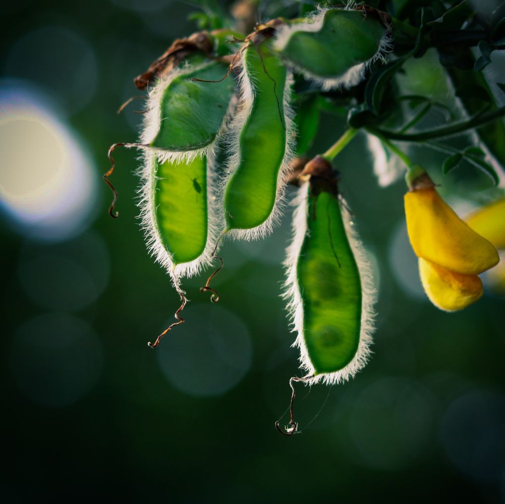 The image depicts several bright green, hairy seed pods, likely from a plant in the pea or legume family, backlit by a soft, blurred background. The pods are elongated and slightly curved, with a distinct fuzzy, white or silvery hair covering their edges, particularly prominent where light catches them. Some of the pods appear partially open, revealing a lighter green interior. To the right, a cluster of vibrant yellow, bell-shaped flowers, characteristic of a legume, are visible, suggesting they belong to the same plant as the pods. Thin, curly tendrils or dried remnants of the plant are also visible near the pods, adding to the natural detail. The background is a dark, out-of-focus bokeh, creating a striking contrast that highlights the luminous green of the pods and the bright yellow of the flowers.