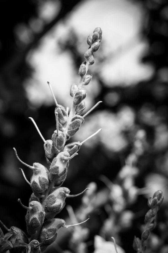 This black and white photograph captures a close-up, vertical composition of a Snapdragon (Antirrhinum majus) flower stalk, emphasising its distinctive form and texture. The primary focus is on a tall, slender stalk centrally positioned within the frame, showcasing multiple snapdragon flowers in various stages of development. The individual blooms, particularly those lower down the stalk, clearly display the characteristic 