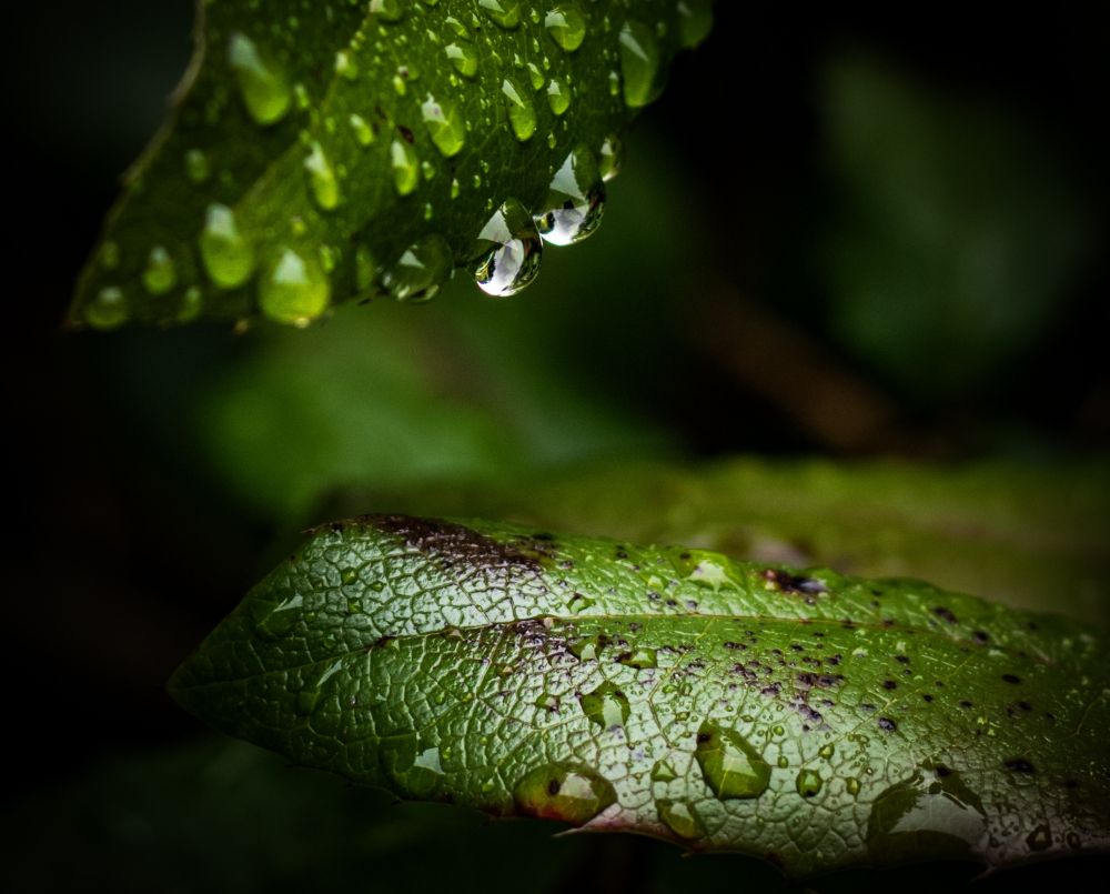 This macro photograph presents a vibrant and detailed close-up of lush green leaves adorned with glistening water droplets from a recent light rain shower.

The main focus is on the intricate textures of the two prominent leaves in the foreground. One leaf occupies the lower half, displaying a somewhat crinkled and textured surface, while another partially visible leaf hangs from the upper left, slightly out of focus but still distinct.

Numerous clear, spherical water droplets cling to the leaf surfaces. These droplets act like tiny lenses, reflecting light and creating miniature, inverted images of the surroundings within their clear forms. Two particularly large and prominent droplets hang suspended from the tip of the upper leaf, almost ready to fall, showcasing remarkable surface tension and clarity.

The dominant colour is a rich, varying shade of green, with some darker, possibly bruised or discolored patches on the lower leaf, adding character and realism. The lighting appears soft and diffused, highlighting the contours of the leaves and the reflective quality of the water droplets, indicative of early morning light and shaded environment.

The background is rendered in a soft, ethereal blur (bokeh effect), consisting of muted green tones and deep shadows, which effectively isolates the sharply focused foreground elements and enhances the sense of depth.

The image evokes a sense of tranquility, freshness, and the delicate beauty of nature after rain, emphasising the small, often overlooked details of the plant world. 