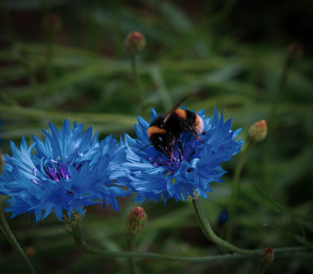 The image prominently features a bumblebee foraging on a vibrant blue cornflower set against a softly blurred green background.
Central Subject:
A large, fuzzy bumblebee with distinct black and yellow stripes on its body is positioned on the rightmost blue flower, with its head and front legs deep within the flower's center, suggesting it is collecting nectar or pollen.
Flowers:
Two bright blue, multi-petaled flowers are visible in the foreground. The flower on the right is partially obscured by the bee, while the one on the left is fully visible, showcasing its intricate petal structure and a hint of purple in its center. Both flowers appear to be in full bloom.
Background:
The background is out of focus, consisting of muted green tones, likely representing foliage or grass, with several reddish-brown flower buds scattered throughout, indicating more blooms are yet to open.
Lighting and Composition:
The lighting appears natural, highlighting the bee and the flowers, making them stand out against the softer background. The composition focuses attention directly on the interaction between the bee and the flower.