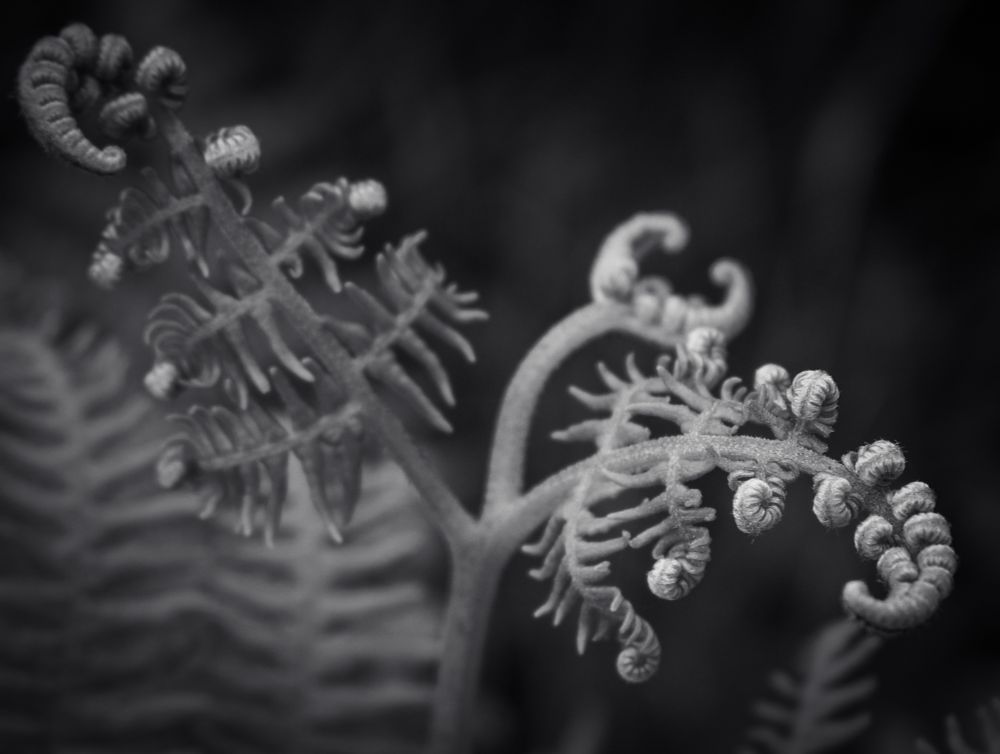 The image is a monochrome close-up photograph showcasing the delicate, unfurling fronds of a fern, likely bracken (Pteridium aquilinum), against a dark, out-of-focus background. The intricate details of the tightly coiled fiddleheads and developing leaflets are prominently featured, highlighting the characteristic growth pattern of these plants as they emerge and expand. 