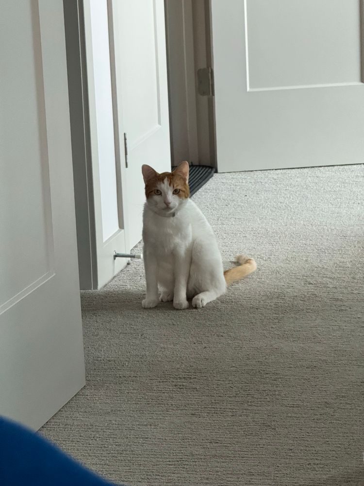 Photo of orange-and-white cat sitting strangely on a carpeted floor by the wall