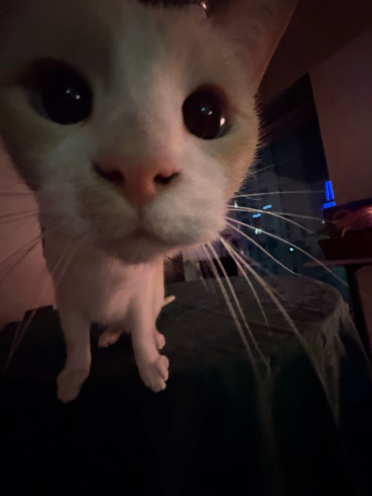 Up-close fish-eye effect picture of cat, prominently displaying her giant eyes and cheeks