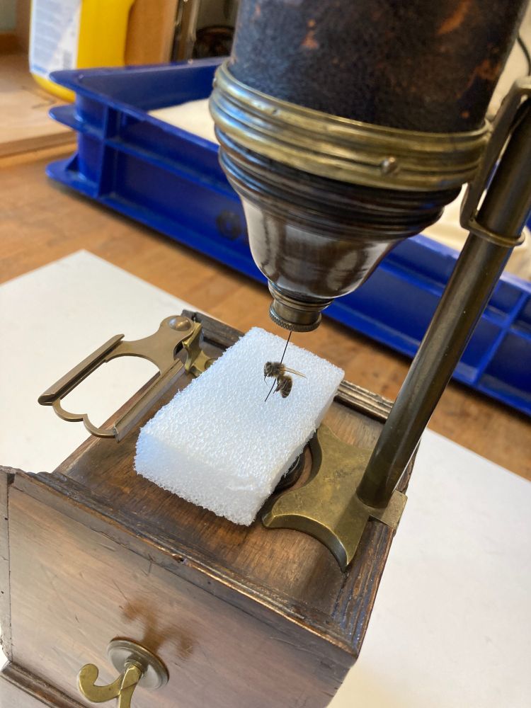 Photo showing a dead bee pinned under an 18th-century microscope for scientific observation and microscopic research. 