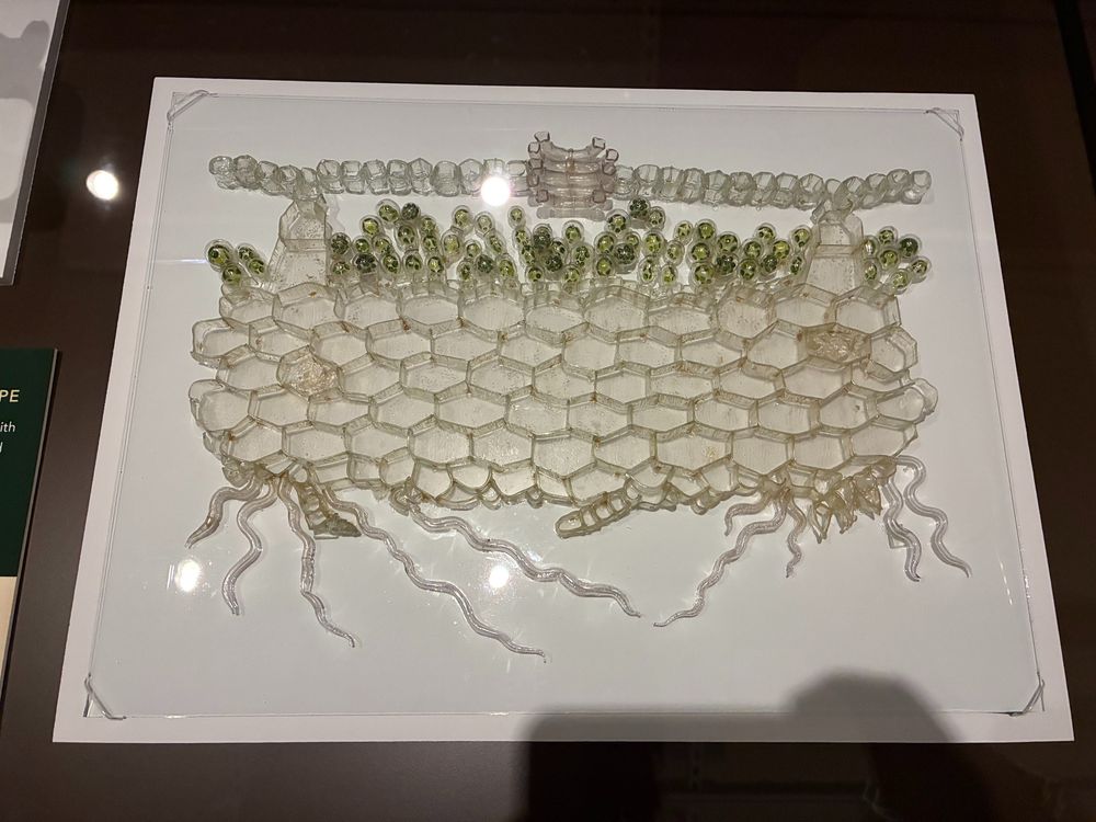 Glass model of the development of Marchantia polymorpha, a kind of liverwort.