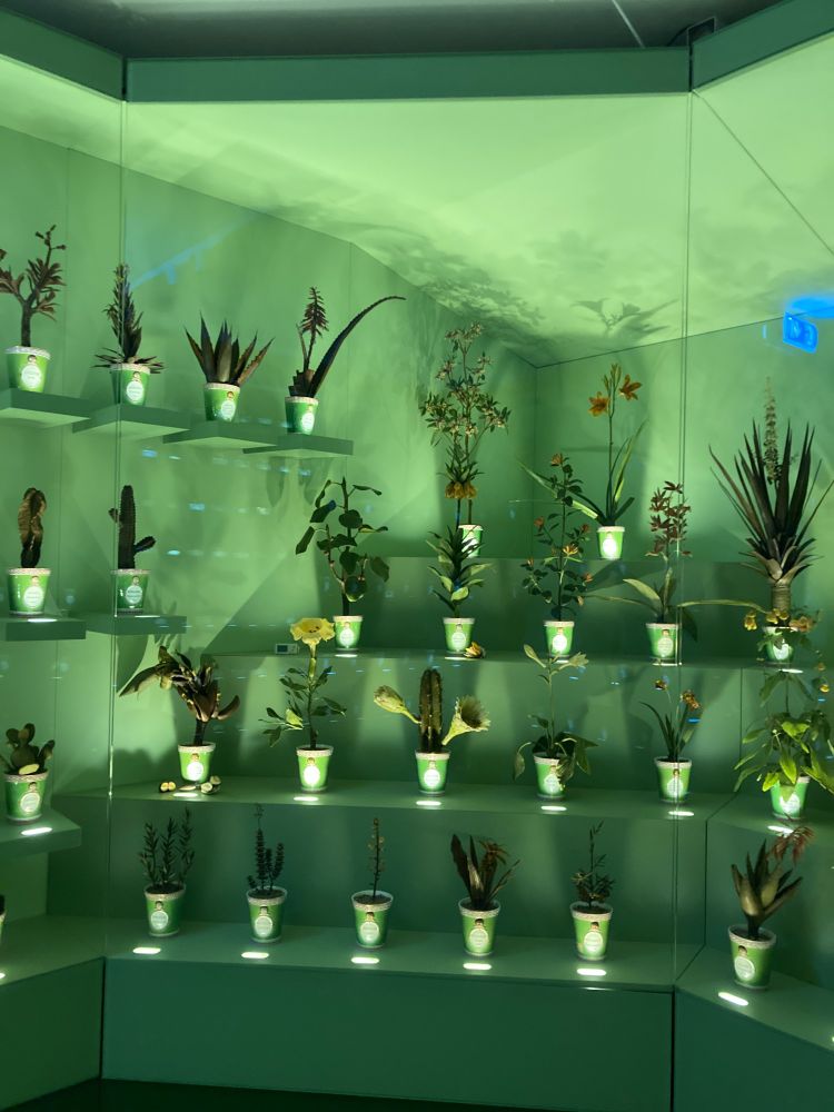 Photo of many wax botanical models in pots on display. The models are in life-size to the modeled plants. The walls and display shelves are painted in green.