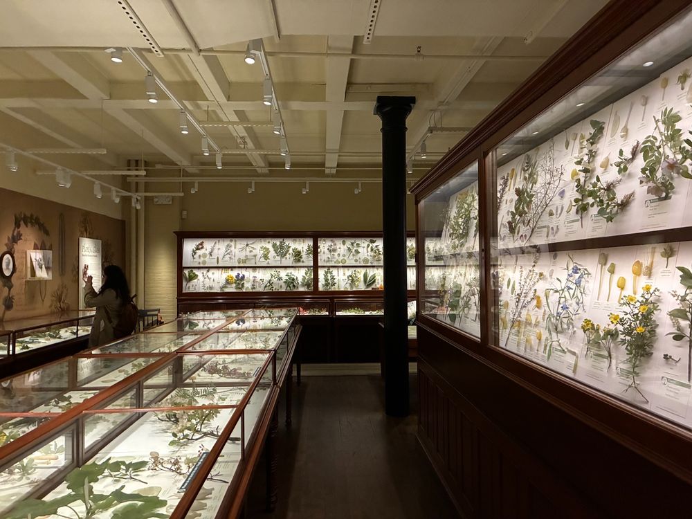 Display cases in the glass flower room at the Harvard Museum of Natural History. 